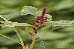 Amaranthus viridis